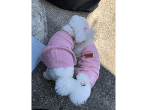 モデル犬卒業後、里親さん宅での様子☆～サンちゃん・スピカちゃん・ココットちゃん～